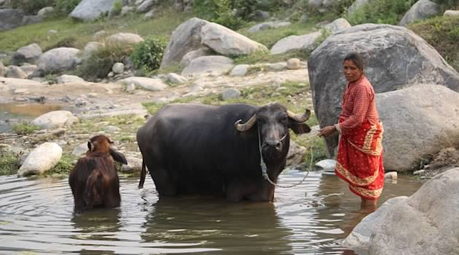 Village Woman with Water Buffalo