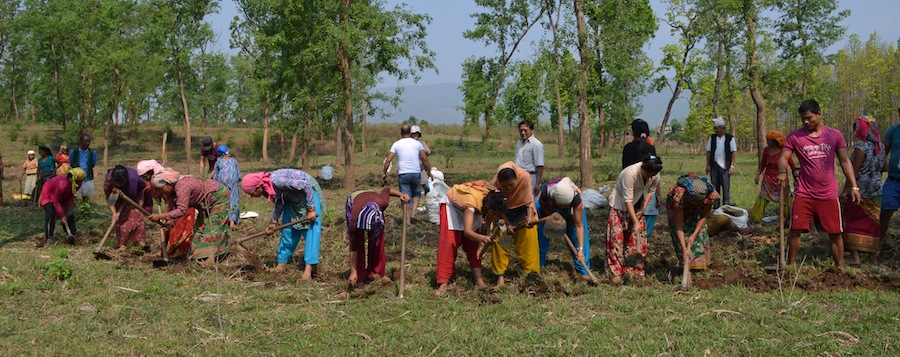 Villagers Harvesting Turmeric