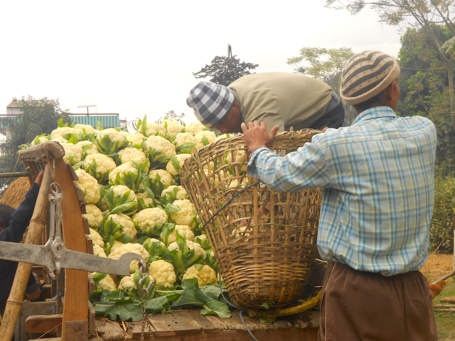 “If you work hard on your farm, you can grow gold”