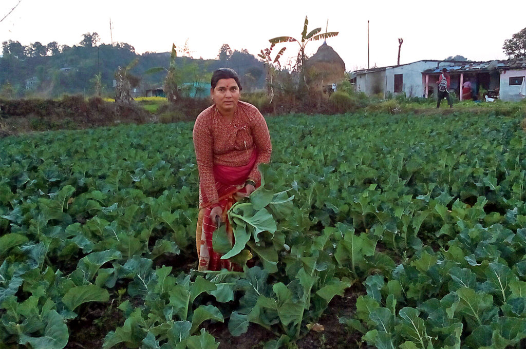 A Nepalese woman stands in her field of vegetables holding a large, leafy green one.