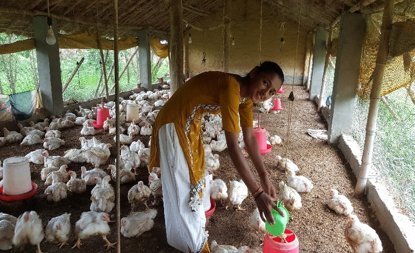 Smiling young Nepalese woman in the foreground, wearing white pants and a saffron tunic top, pours chicken feed into a chicken feeder. Around her, dozens of her chickens sit in the shade of their enclosure or scratch in the dirt.